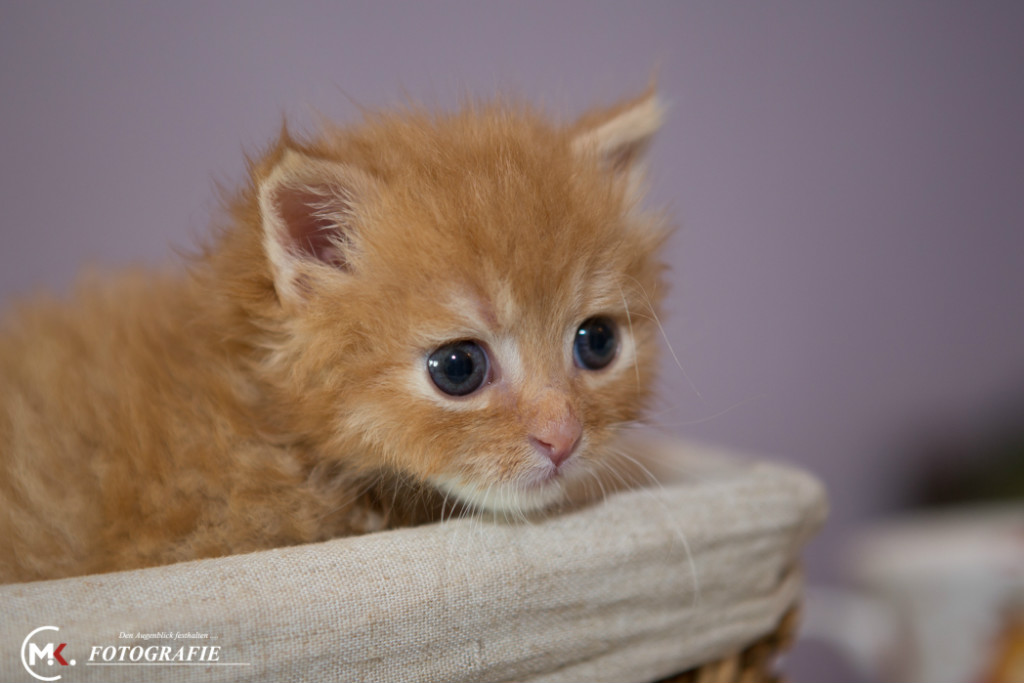 Katzen